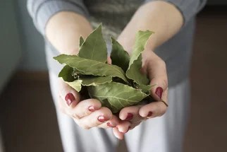 Nenápadný, ale nepostradatelný: 5 tipů, jak v kuchyni naplno využít sílu bobkového listu