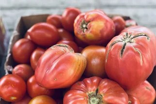 Co ještě udělat z rajčat? Recept na univerzální pečenou chuťovku a skvělé koření ze slupek